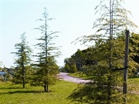 Carril bici Av. Sanchis Guarner